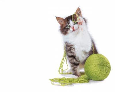 котик на деньги игра котик на деньги игра