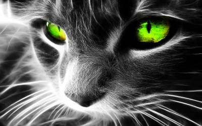 Зеленые кошачьи глаза