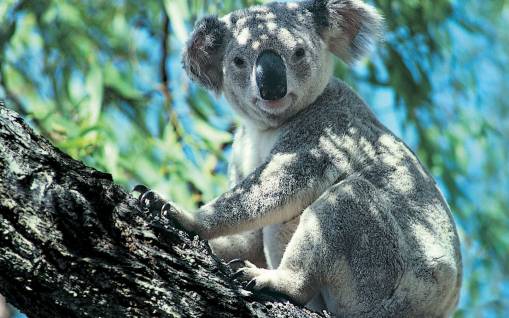Толстожопая коала