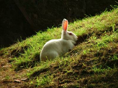 Белый кролик в траве
