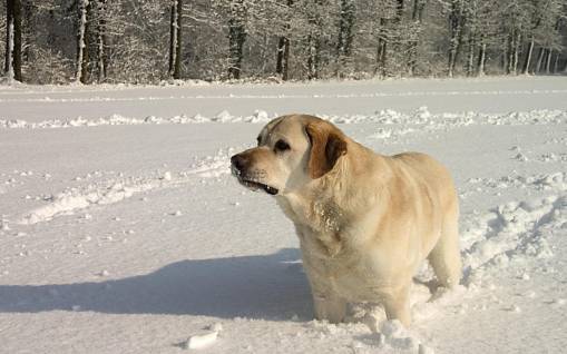 Собака застряла в снегу
