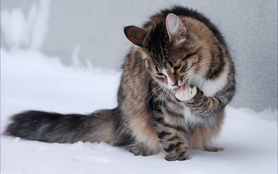 Кот вылизывается