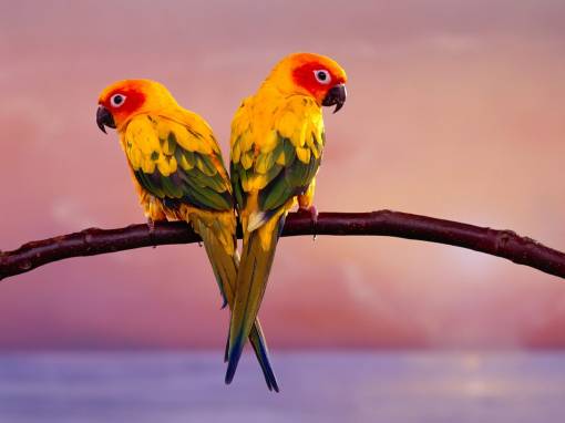 Желтые попугаи