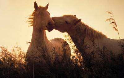 Поцелуй лошади