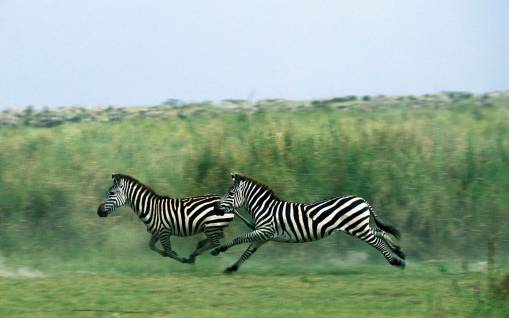 Бегущие зебры