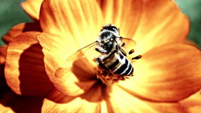Пчела-добытчик