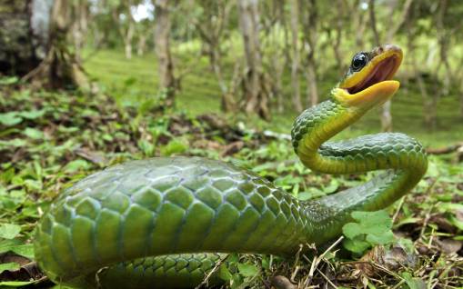 Тропическая змея