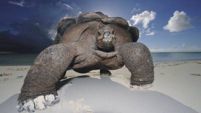 Огромная черепаха