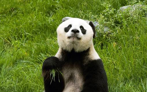 Жующая панда