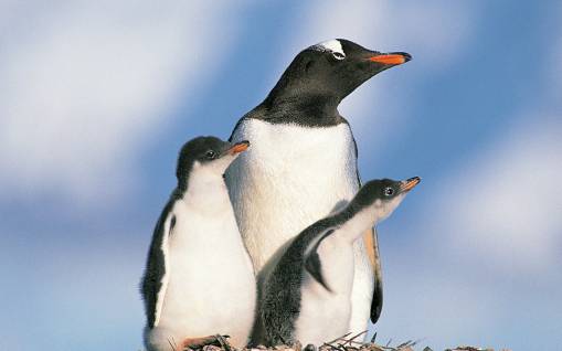А мы пингвинчики!