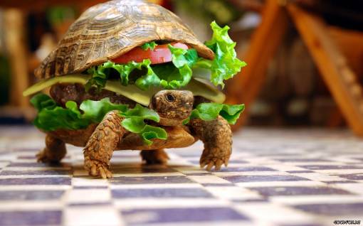 Черепаха, бутерброд, животные, овощи, юмор