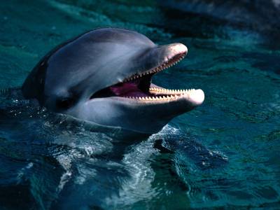 Милый дельфин