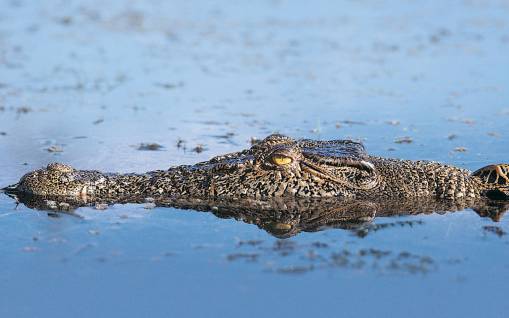 Крокодил Гена