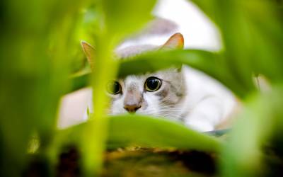 Котик