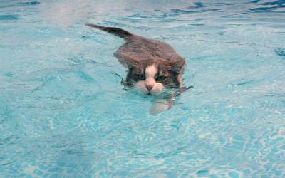 Кот упал в бассейн