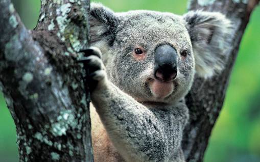 Коала