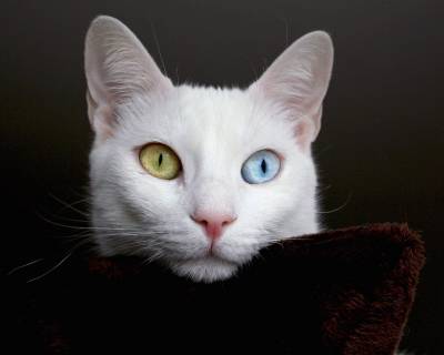 Кот с разными глазами