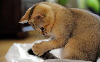 Котэ играет