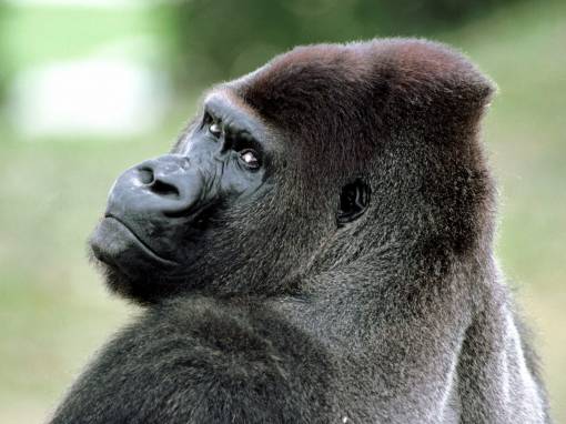 Черная горилла