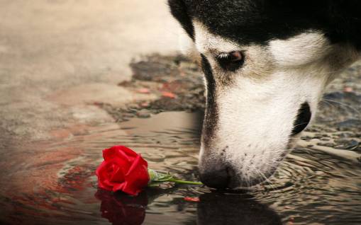 Пёс и цветок