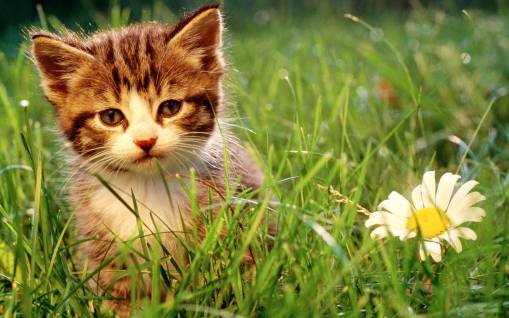 Котенок и ромашка