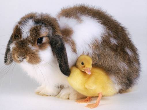 Кролик и цыплёнок