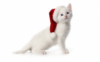 Котенок санты
