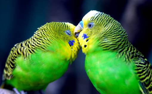 Птичья любовь