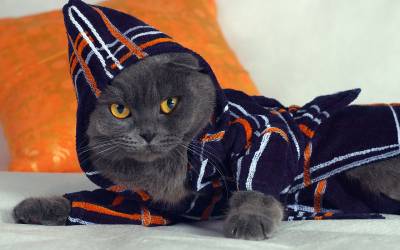 Халаты для котов
