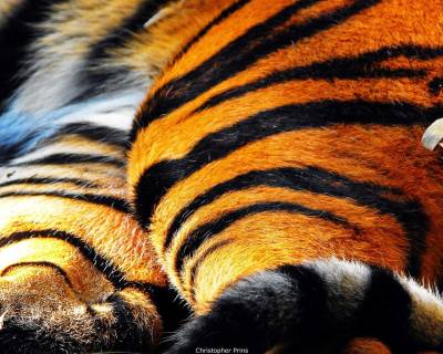 Тигровая окраска