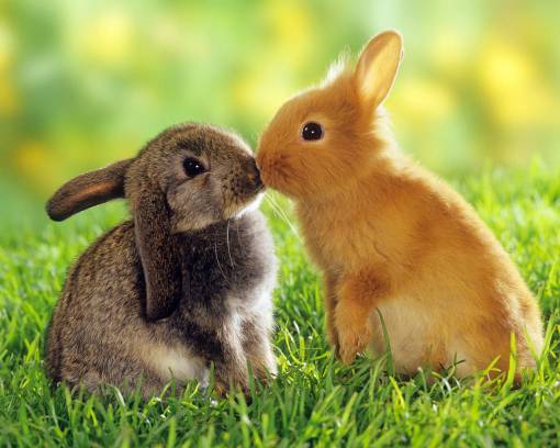 Целующиеся кролики