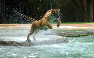 Прыжок тигра