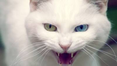 Злобный котэ