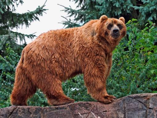 Жирный рыжий медведь