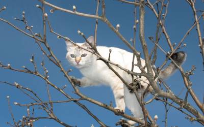Кошка на дереве